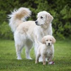 Hund Hundefutter Nassfutter Junior 400g 6 Stück -3- Anifit